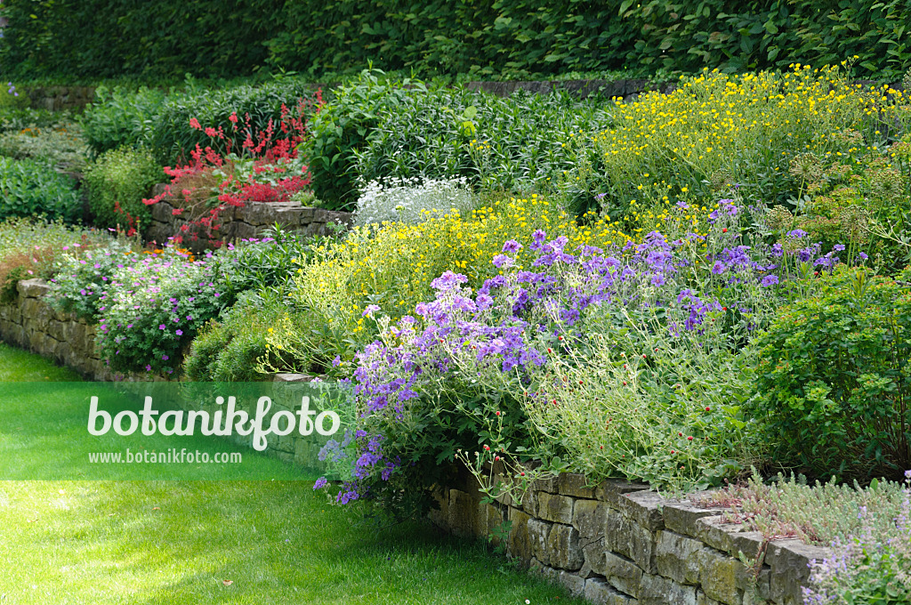 485114 - Perennial garden with dry stone wall