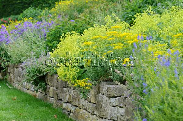 485117 - Perennial garden with dry stone wall