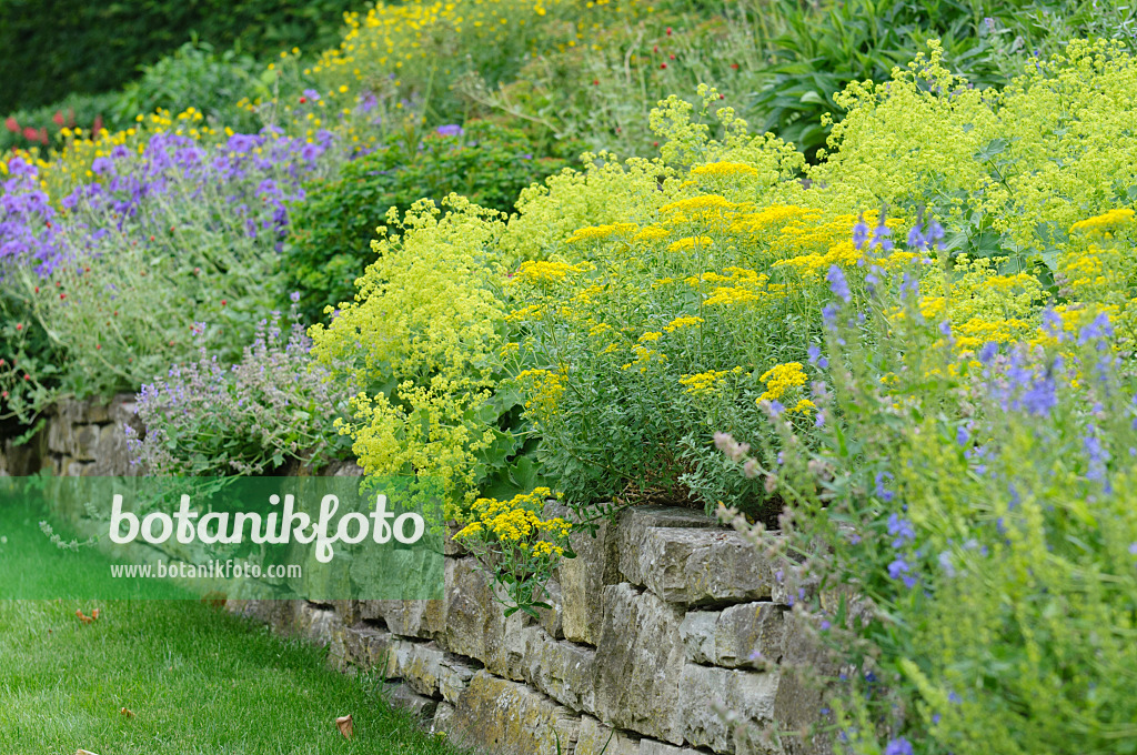 485117 - Perennial garden with dry stone wall