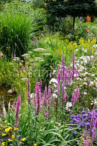 474146 - Perennial garden with purple loosestrife (Lythrum salicaria) and mallows (Malva)