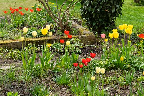 483320 - Perennial garden with tulips (Tulipa)