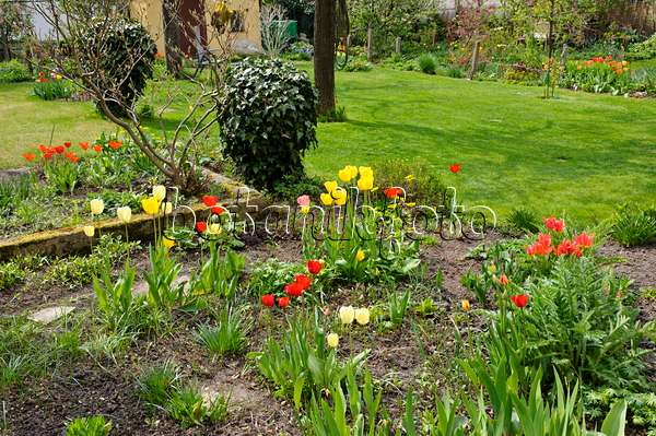 483321 - Perennial garden with tulips (Tulipa)