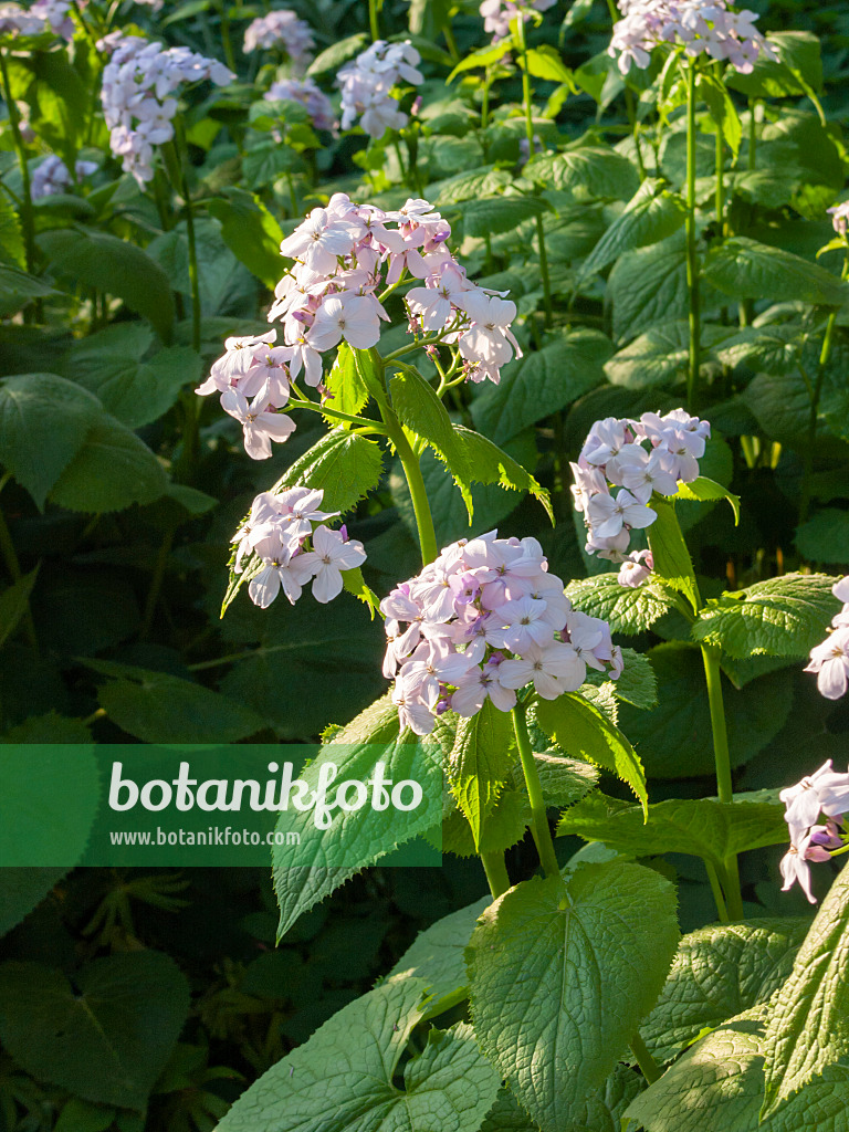 401005 - Perennial honesty (Lunaria rediviva)