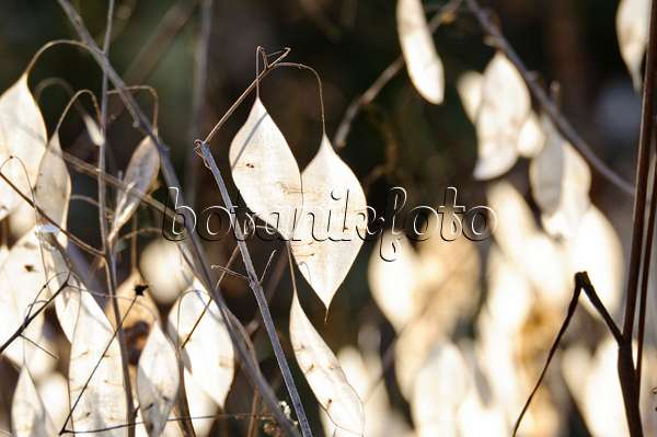 466047 - Perennial honesty (Lunaria rediviva)