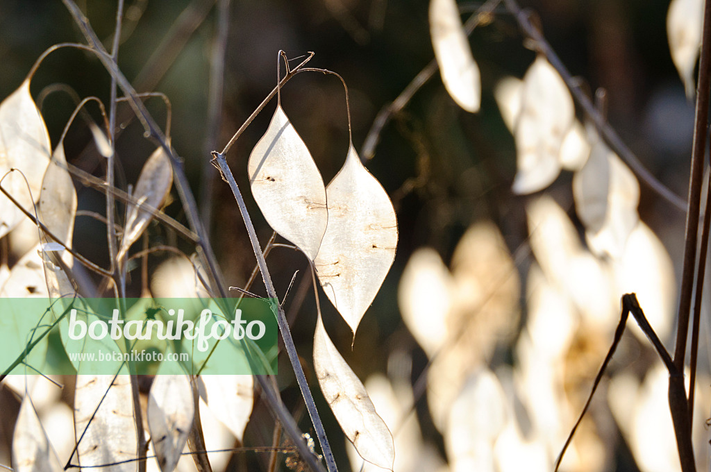 466047 - Perennial honesty (Lunaria rediviva)