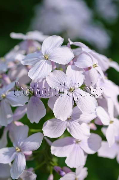 471176 - Perennial honesty (Lunaria rediviva)