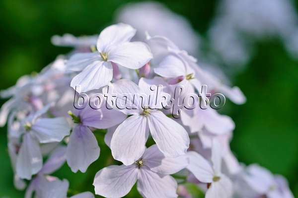 471177 - Perennial honesty (Lunaria rediviva)