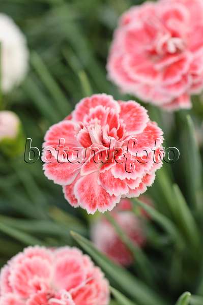 486158 - Perfume pink (Dianthus Coral Reef)