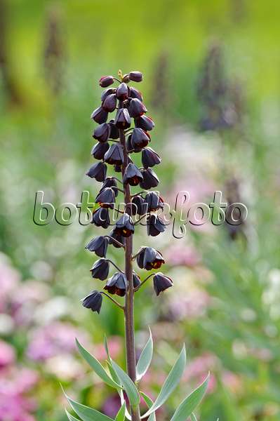 483211 - Persian bells (Fritillaria persica)