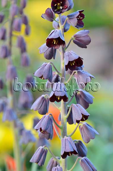 531110 - Persian bells (Fritillaria persica)
