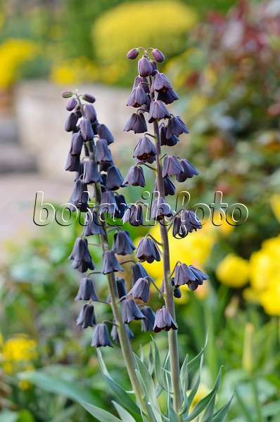 531114 - Persian bells (Fritillaria persica)