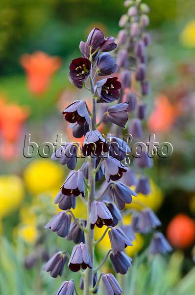531116 - Persian bells (Fritillaria persica)