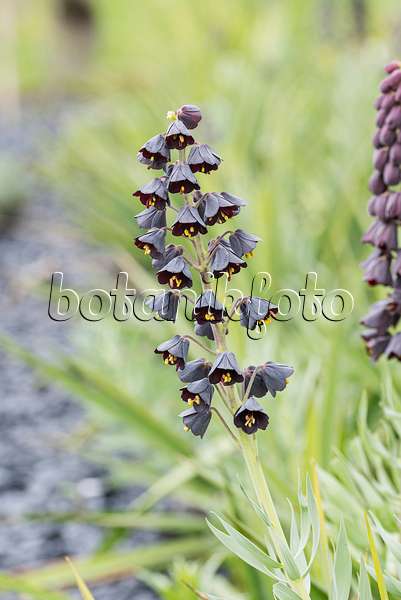 616394 - Persian bells (Fritillaria persica)