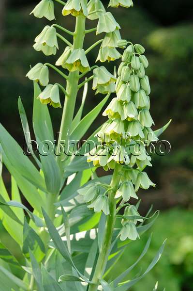 471220 - Persian bells (Fritillaria persica 'Ivory Bells')