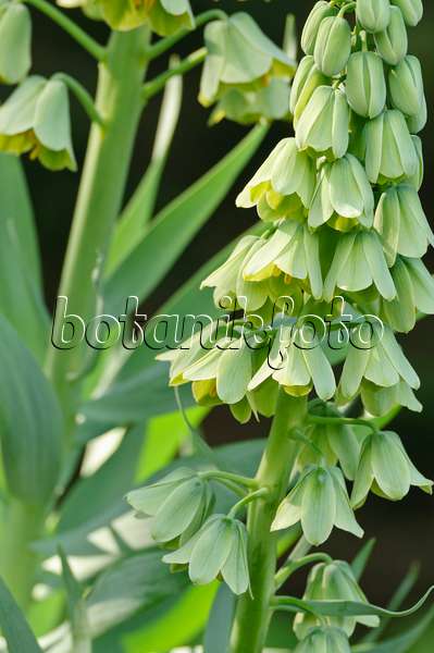 471221 - Persian bells (Fritillaria persica 'Ivory Bells')