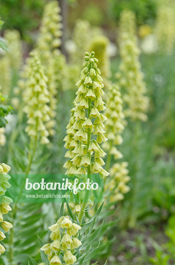 484115 - Persian bells (Fritillaria persica 'Ivory Bells')