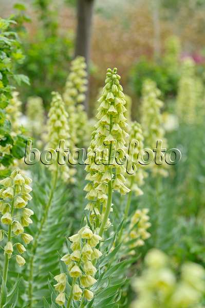 484116 - Persian bells (Fritillaria persica 'Ivory Bells')
