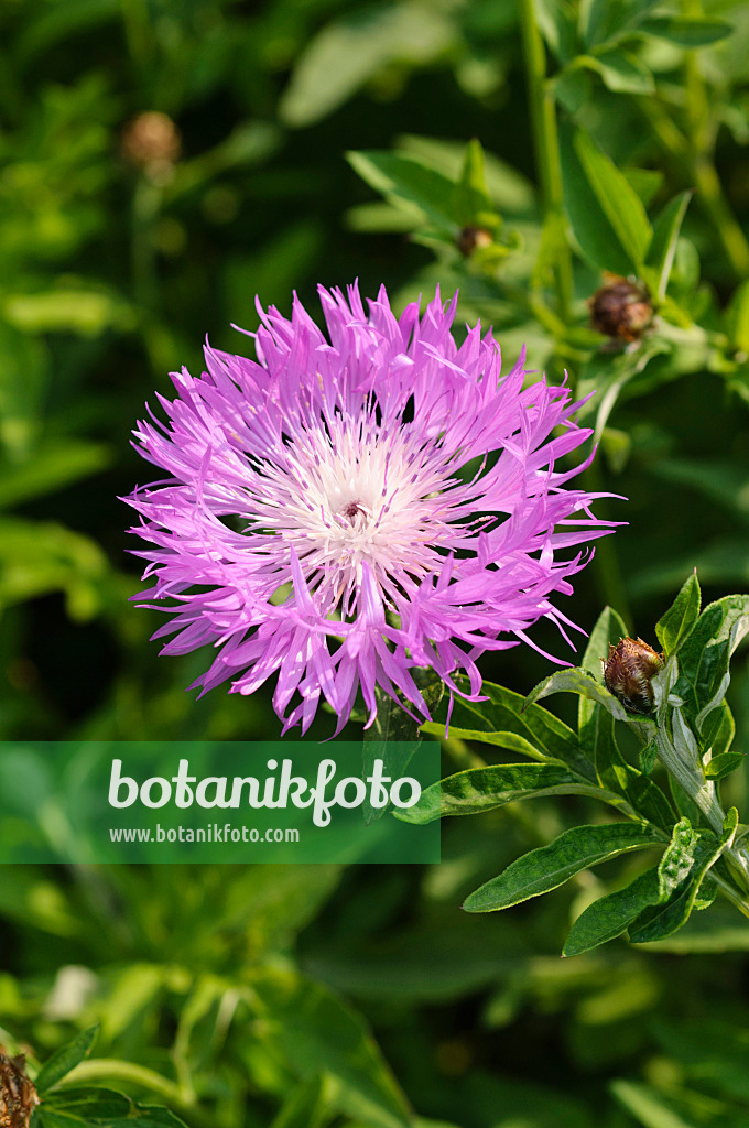 484307 - Persian cornflower (Centaurea dealbata)