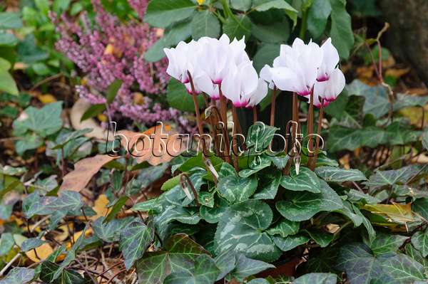 466030 - Persian cyclamen (Cyclamen persicum) and common ivy (Hedera helix)