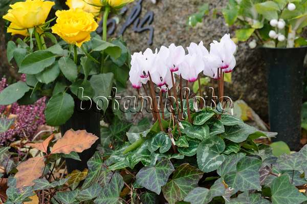 466031 - Persian cyclamen (Cyclamen persicum) and common ivy (Hedera helix)