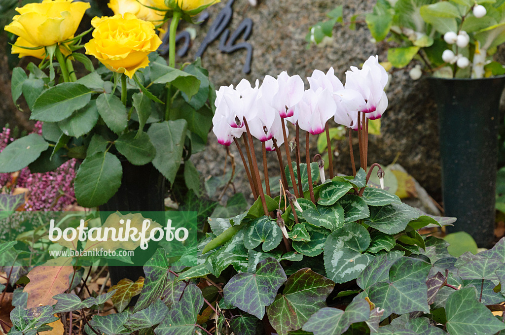 466031 - Persian cyclamen (Cyclamen persicum) and common ivy (Hedera helix)