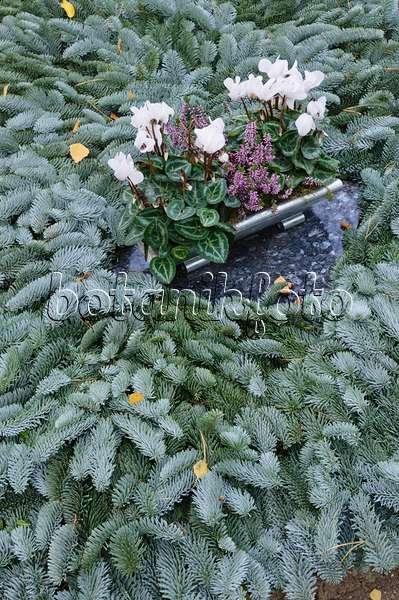 466028 - Persian cyclamen (Cyclamen persicum) on a grave covered with fir branches