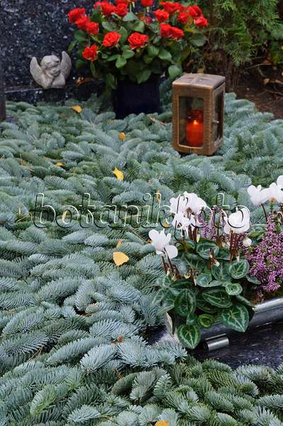 466029 - Persian cyclamen (Cyclamen persicum) on a grave covered with fir branches