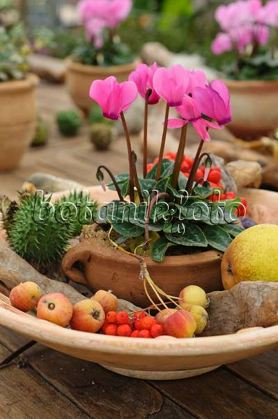 476055 - Persian cyclamen (Cyclamen persicum) with autumnal fruits