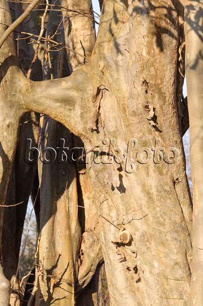 467073 - Persian ironwood (Parrotia persica)
