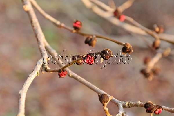 467092 - Persian ironwood (Parrotia persica)