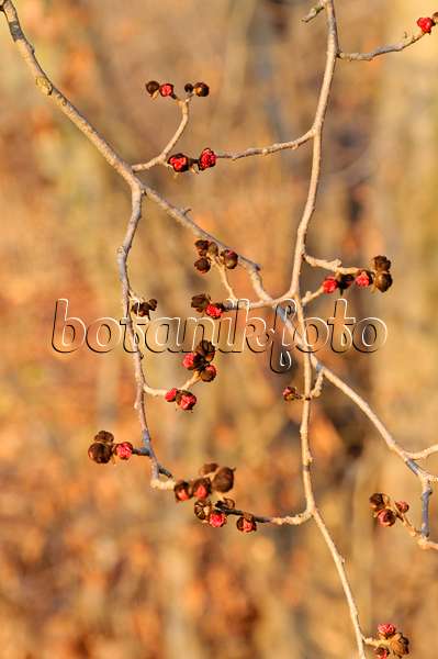 467093 - Persian ironwood (Parrotia persica)