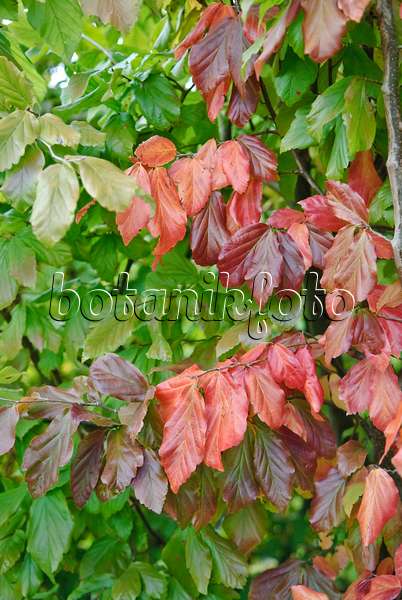 502301 - Persian ironwood (Parrotia persica)