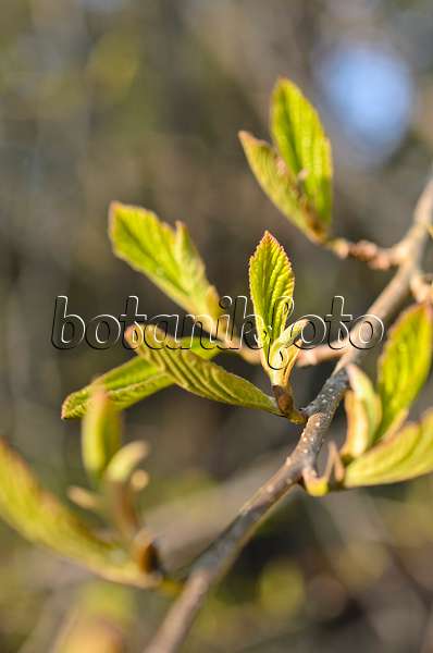 507038 - Persian ironwood (Parrotia persica)