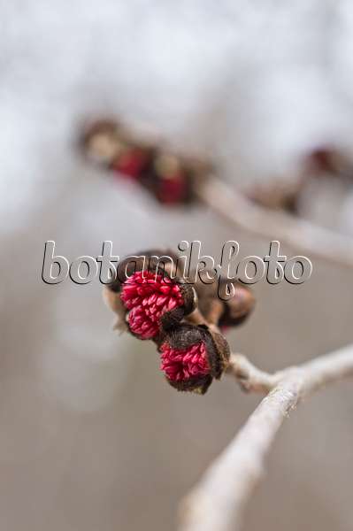 516008 - Persian ironwood (Parrotia persica)