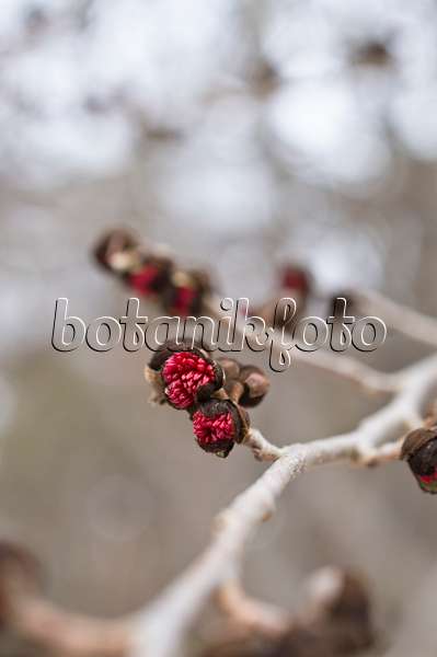 516009 - Persian ironwood (Parrotia persica)