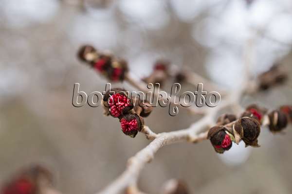 516010 - Persian ironwood (Parrotia persica)