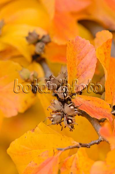 525222 - Persian ironwood (Parrotia persica)