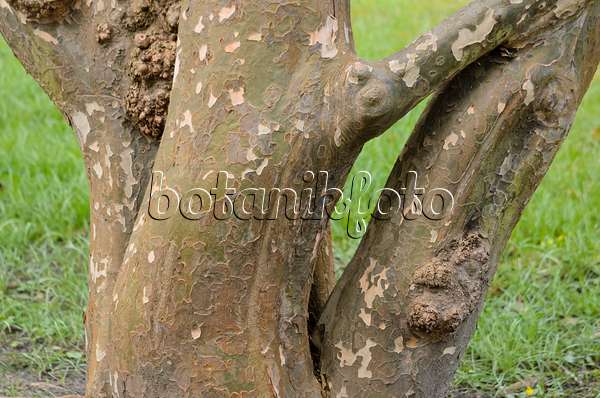 530028 - Persian ironwood (Parrotia persica)