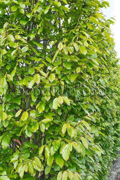 544055 - Persian ironwood (Parrotia persica)