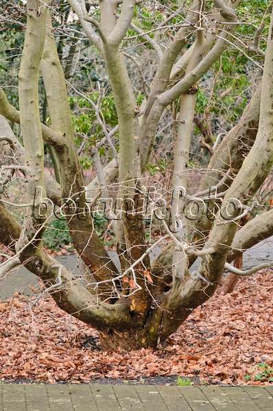 553021 - Persian ironwood (Parrotia persica)