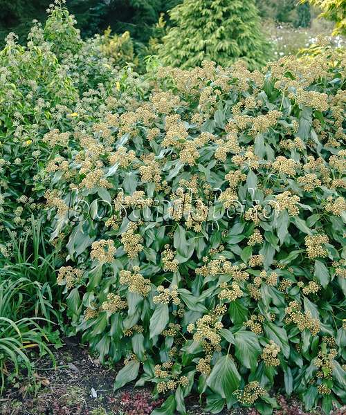 490067 - Persian ivy (Hedera colchica 'Arborescens')