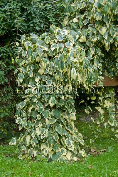 502214 - Persian ivy (Hedera colchica 'Dentata Variegata')