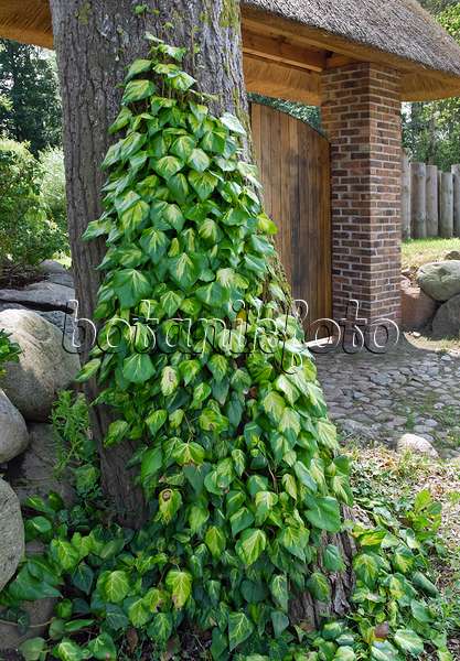 471393 - Persian ivy (Hedera colchica 'Sulphur Heart')