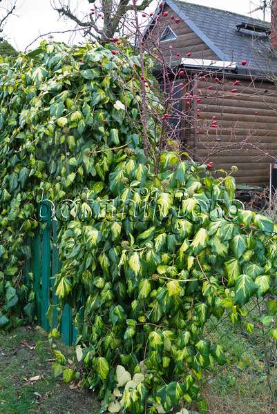 551010 - Persian ivy (Hedera colchica 'Sulphur Heart')