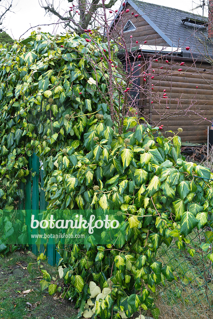 551010 - Persian ivy (Hedera colchica 'Sulphur Heart')