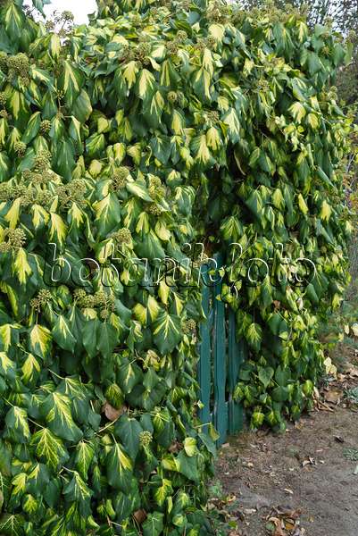 597027 - Persian ivy (Hedera colchica 'Sulphur Heart')