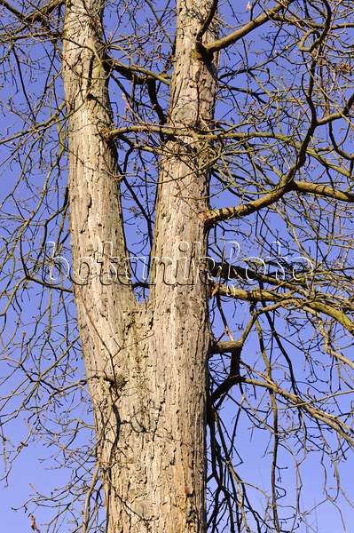 492010 - Persian oak (Quercus macranthera)