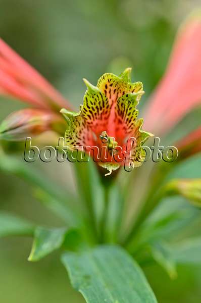 535171 - Peruvian lily (Alstroemeria brasiliensis)