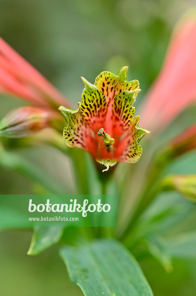 535171 - Peruvian lily (Alstroemeria brasiliensis)