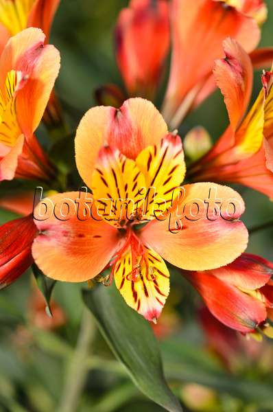 556037 - Peruvian lily (Alstroemeria Indian Summer)